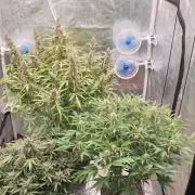 GreenPoisonRedGorillaGirl&GorillaCookies