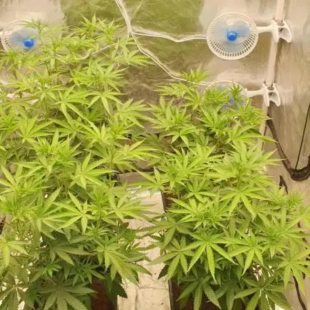 Sweet Seeds Mental Rainbow F1FV