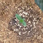 Lemonpaya Organic