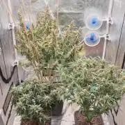 GreenPoisonRedGorillaGirl&GorillaCookies