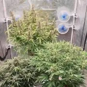 GreenPoisonRedGorillaGirl&GorillaCookies