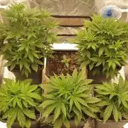 Green Poison & Red Gorilla Girl