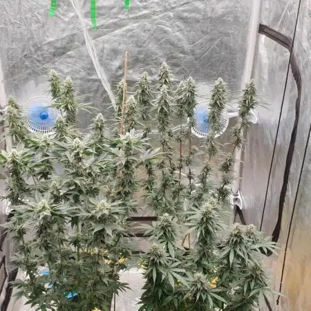 Sweet Seeds Mental Rainbow F1FV