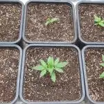 Green Poison & Red Gorilla Girl