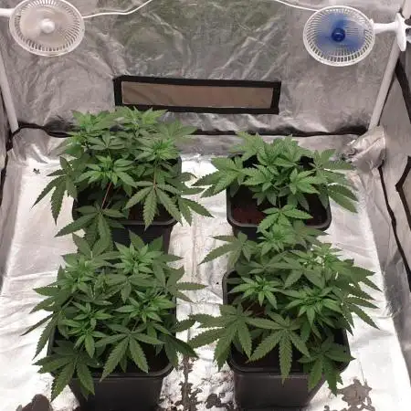 Sweet Seeds Mental Rainbow F1FV
