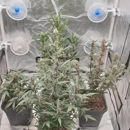 Sweet Seeds Red Gorilla Girl XL Auto
