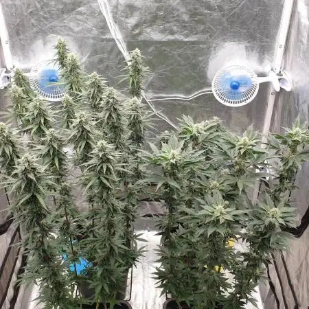 Sweet Seeds Mental Rainbow F1FV