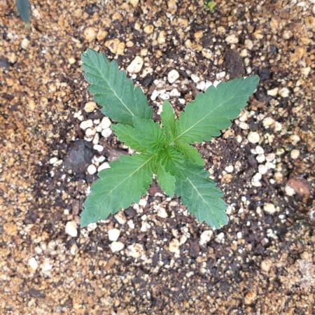 Lemonpaya Organic