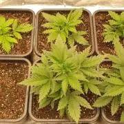 Green Poison & Red Gorilla Girl