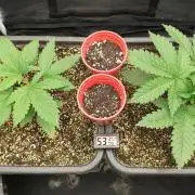 Tropicana Poison & Critical Auto Organic