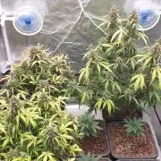 Jet Fuel Mandarine & Studio 54 Organic