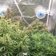 GreenPoisonRedGorillaGirl&GorillaCookies