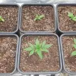 Green Poison & Red Gorilla Girl