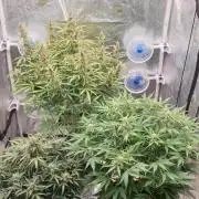 GreenPoisonRedGorillaGirl&GorillaCookies