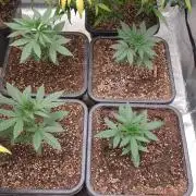 Lemonpaya Organic
