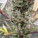 Sweet Seeds Red Gorilla Girl XL Auto