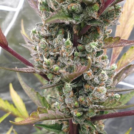 Sweet Seeds Red Gorilla Girl XL Auto