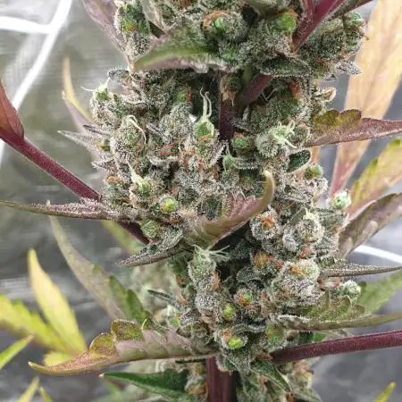 Sweet Seeds Red Gorilla Girl XL Auto