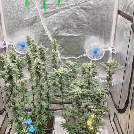 Sweet Seeds Mental Rainbow F1FV