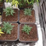 Lemonpaya Organic
