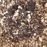 Lemonpaya Organic