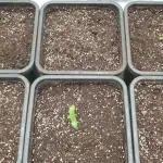 Green Poison & Red Gorilla Girl