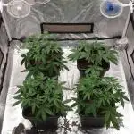 Sweet Seeds Mental Rainbow F1FV