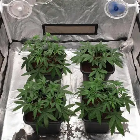 Sweet Seeds Mental Rainbow F1FV