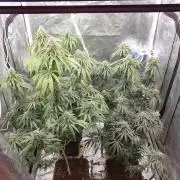 Lemonpaya Organic