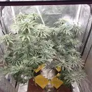 Lemonpaya Organic