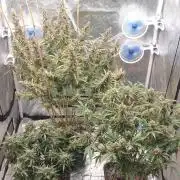 GreenPoisonRedGorillaGirl&GorillaCookies