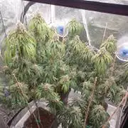 Lemonpaya Organic