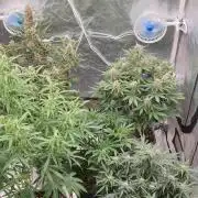 Green Poison & Red Gorilla Girl