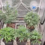 Green Poison & Red Gorilla Girl