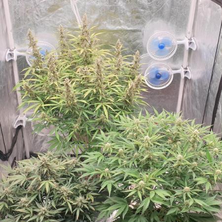 GreenPoisonRedGorillaGirl&GorillaCookies