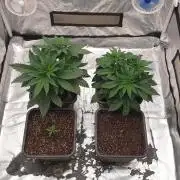 Tropicana Poison & Critical Auto Organic