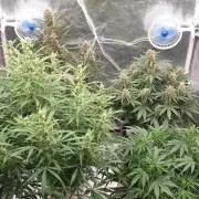 GreenPoisonRedGorillaGirl&GorillaCookies