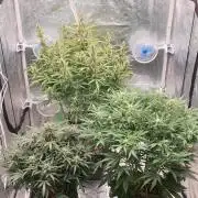 GreenPoisonRedGorillaGirl&GorillaCookies