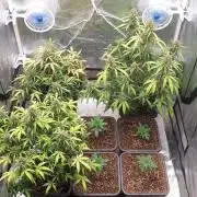Jet Fuel Mandarine & Studio 54 Organic