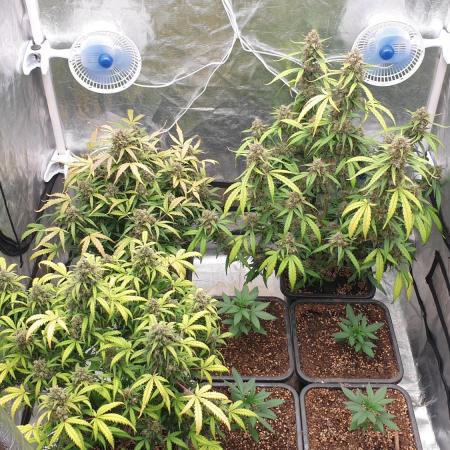 Jet Fuel Mandarine & Studio 54 Organic