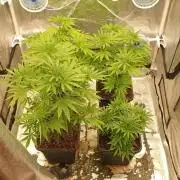 Lemonpaya Organic