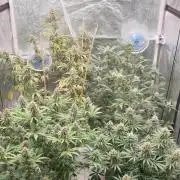 Tropicana Poison & Critical Auto Organic
