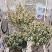 GreenPoisonRedGorillaGirl&GorillaCookies