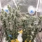 Sweet Seeds Mental Rainbow F1FV