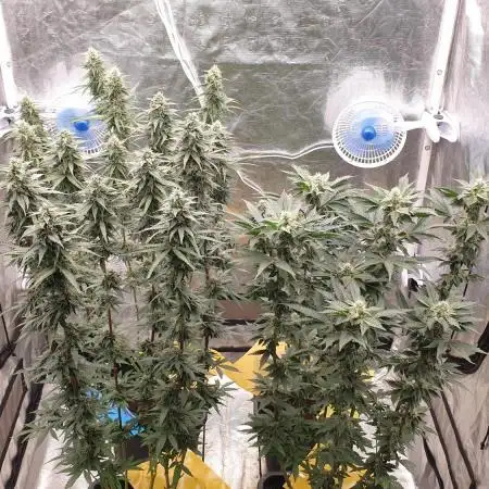 Sweet Seeds Mental Rainbow F1FV