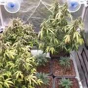 Jet Fuel Mandarine & Studio 54 Organic