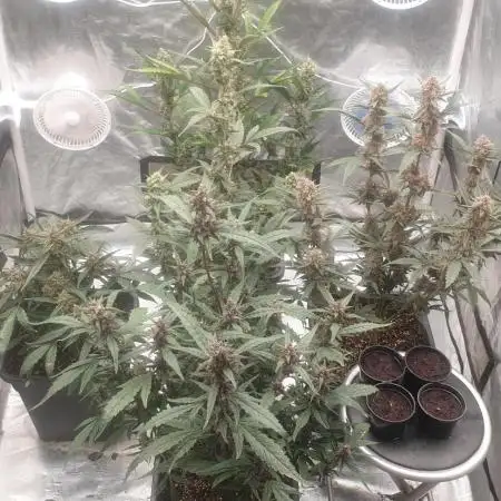 Sweet Seeds Red Gorilla Girl XL Auto