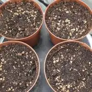 Sweet Seeds Tropicana Poison F1FV