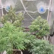 Green Poison & Red Gorilla Girl