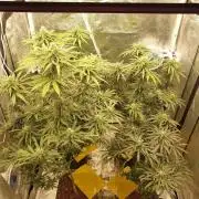 Lemonpaya Organic
